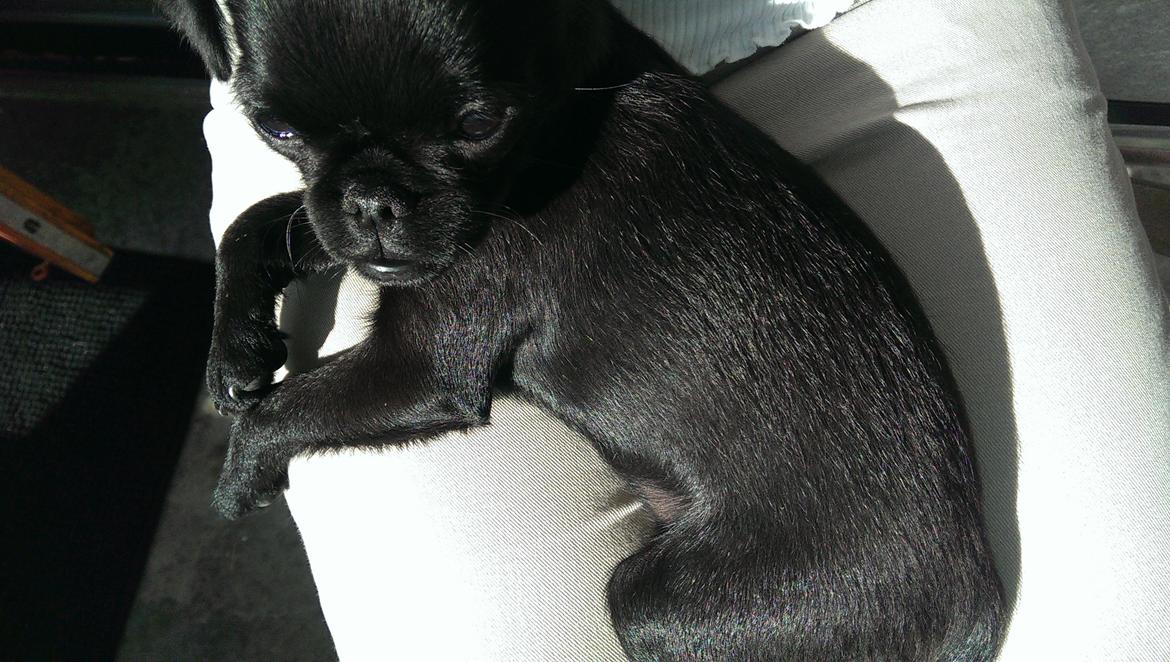 Griffon petit brabancon Niels Elmer billede 5