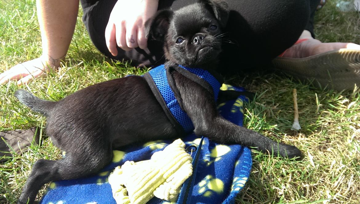 Griffon petit brabancon Niels Elmer billede 6