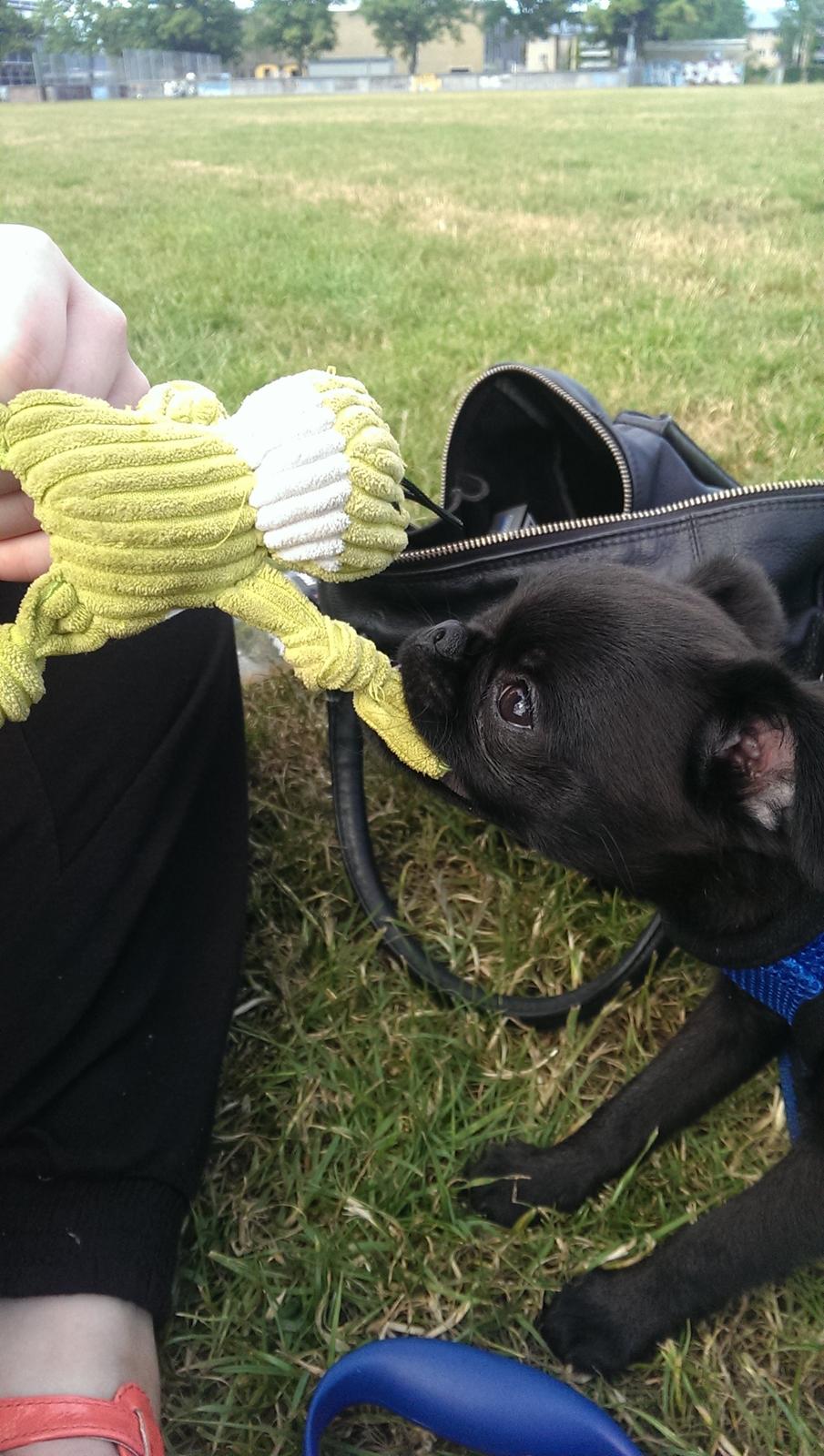 Griffon petit brabancon Niels Elmer billede 7