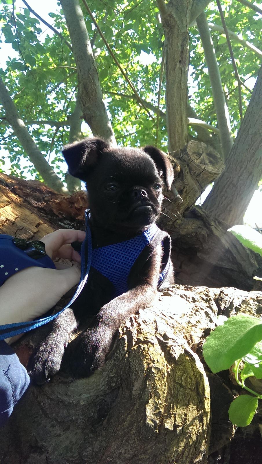 Griffon petit brabancon Niels Elmer billede 8