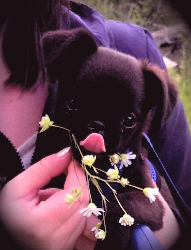 Griffon petit brabancon Niels Elmer billede 9