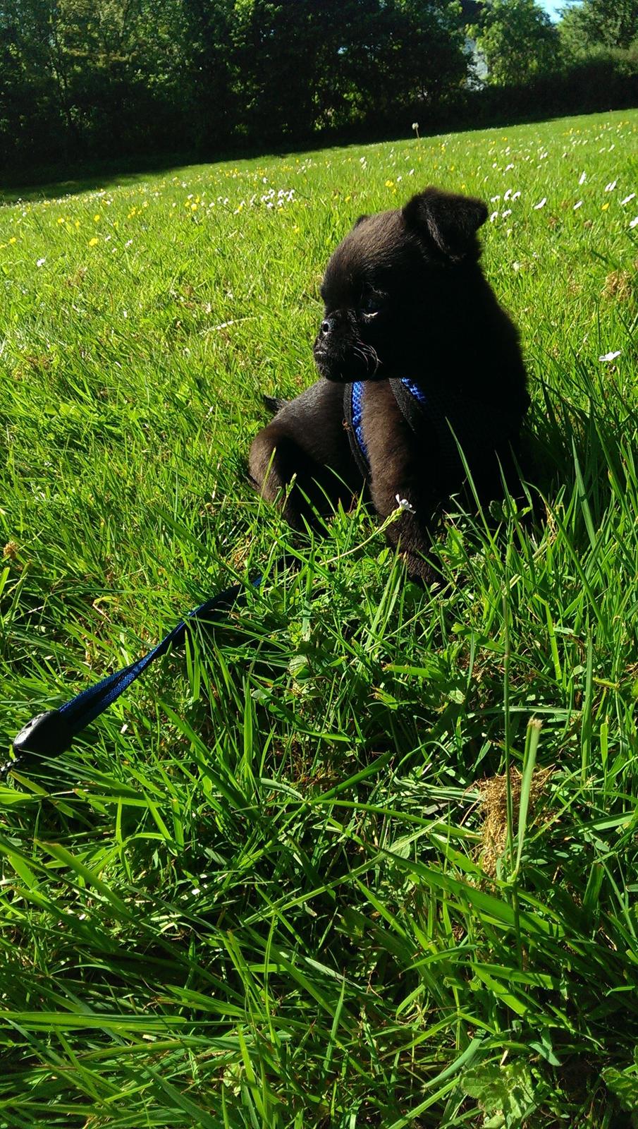 Griffon petit brabancon Niels Elmer billede 10