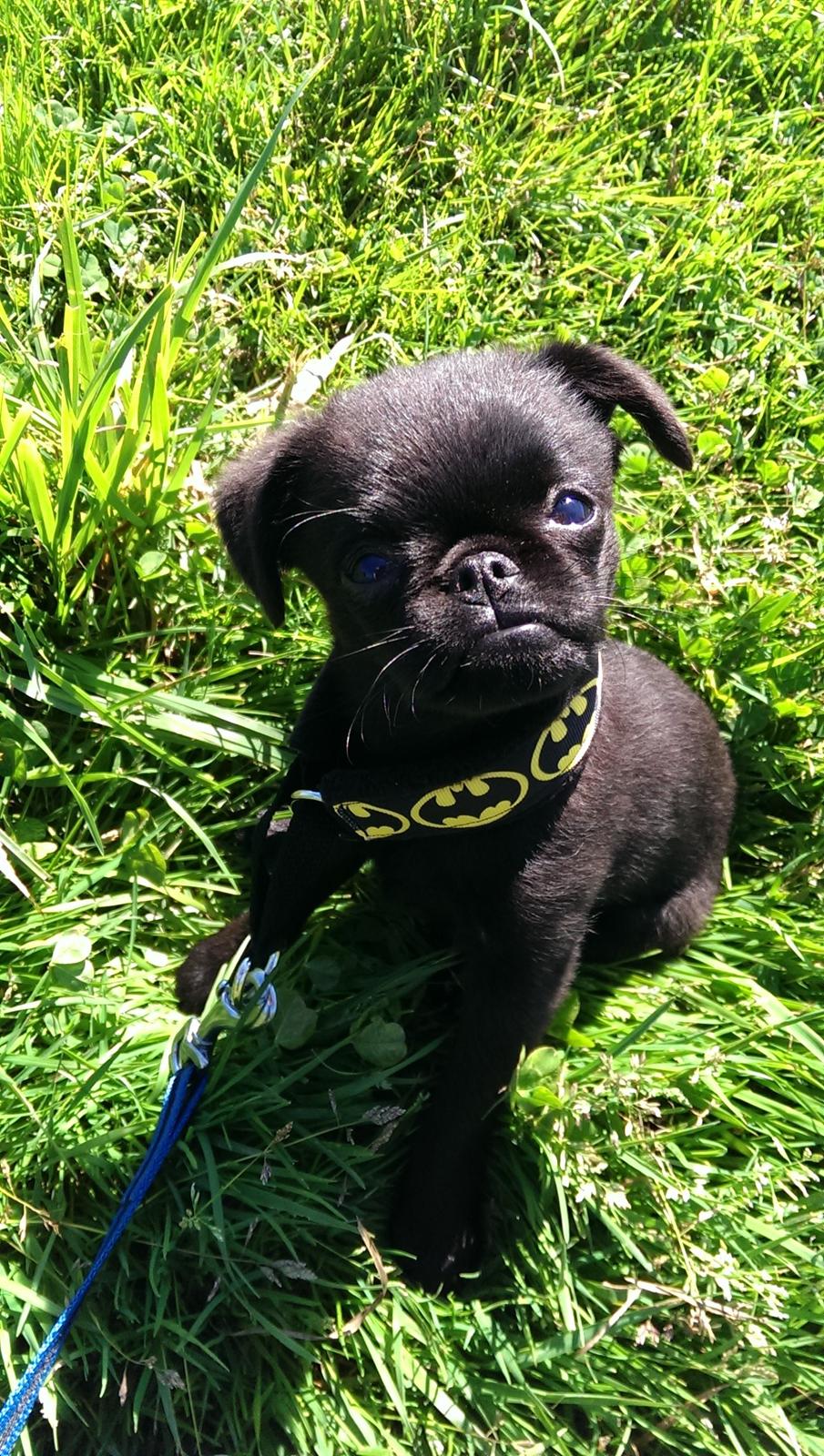 Griffon petit brabancon Niels Elmer billede 11