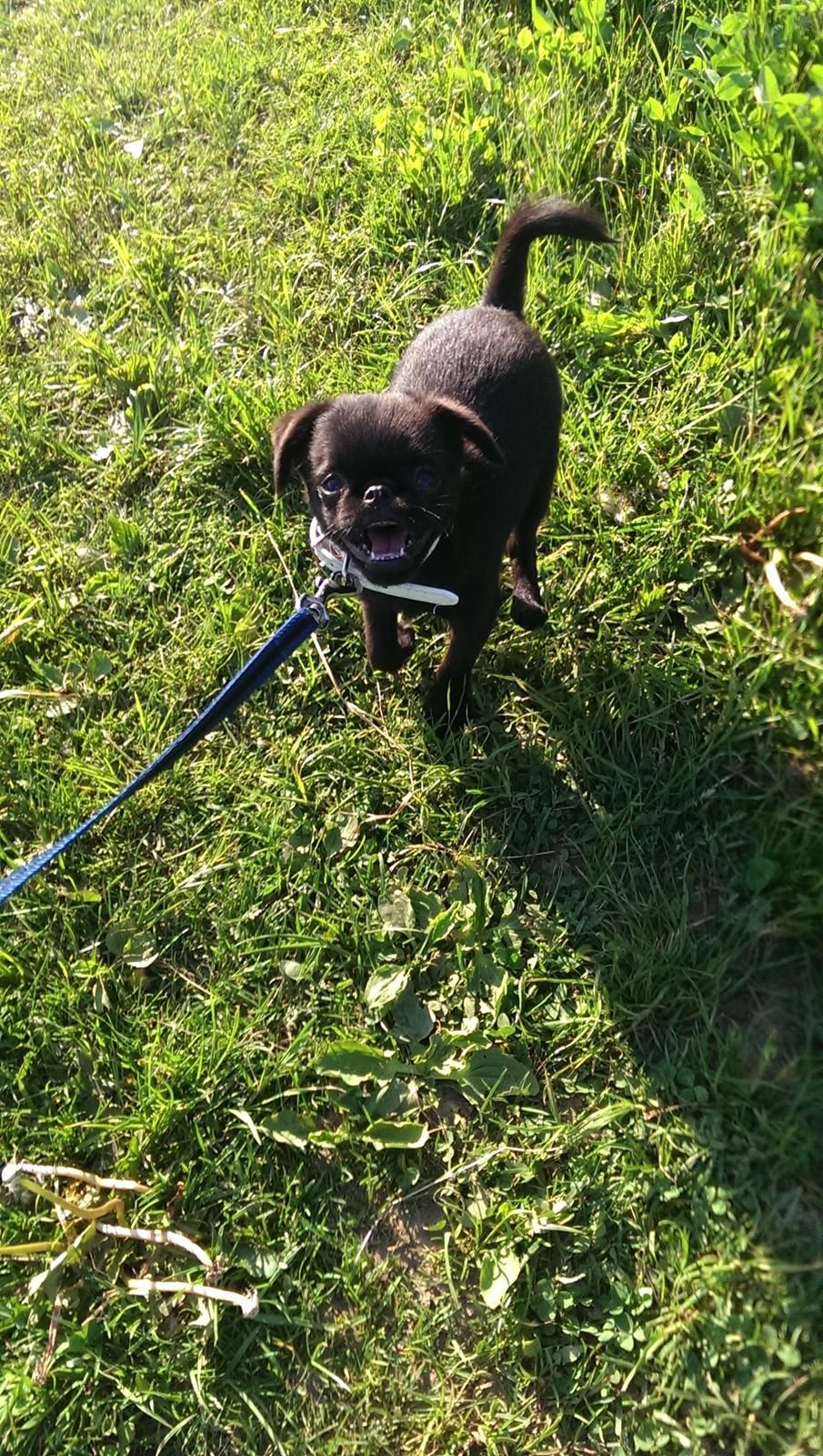 Griffon petit brabancon Niels Elmer billede 12