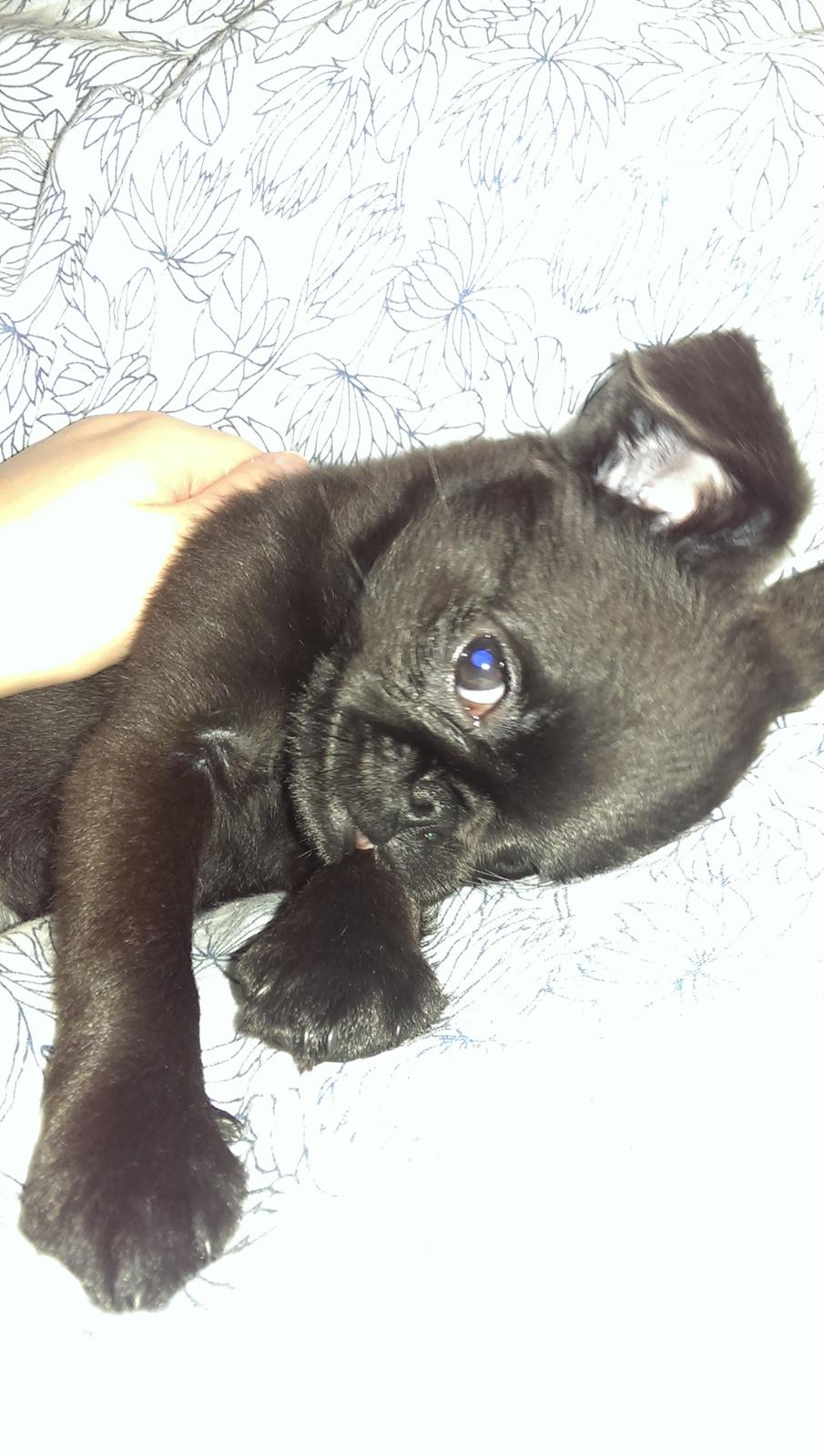 Griffon petit brabancon Niels Elmer billede 13