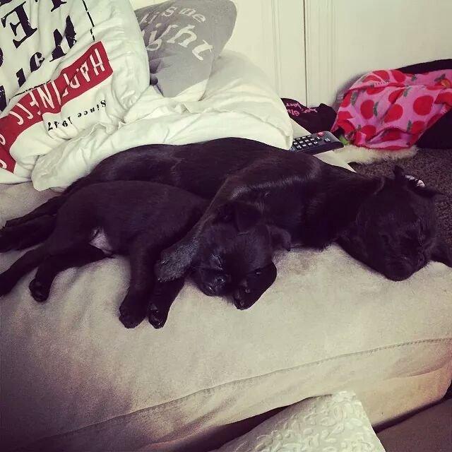 Griffon petit brabancon Niels Elmer billede 14