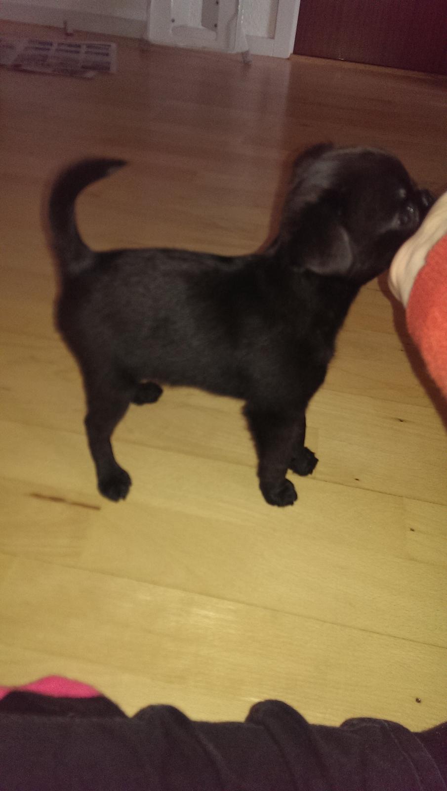 Griffon petit brabancon Niels Elmer billede 15