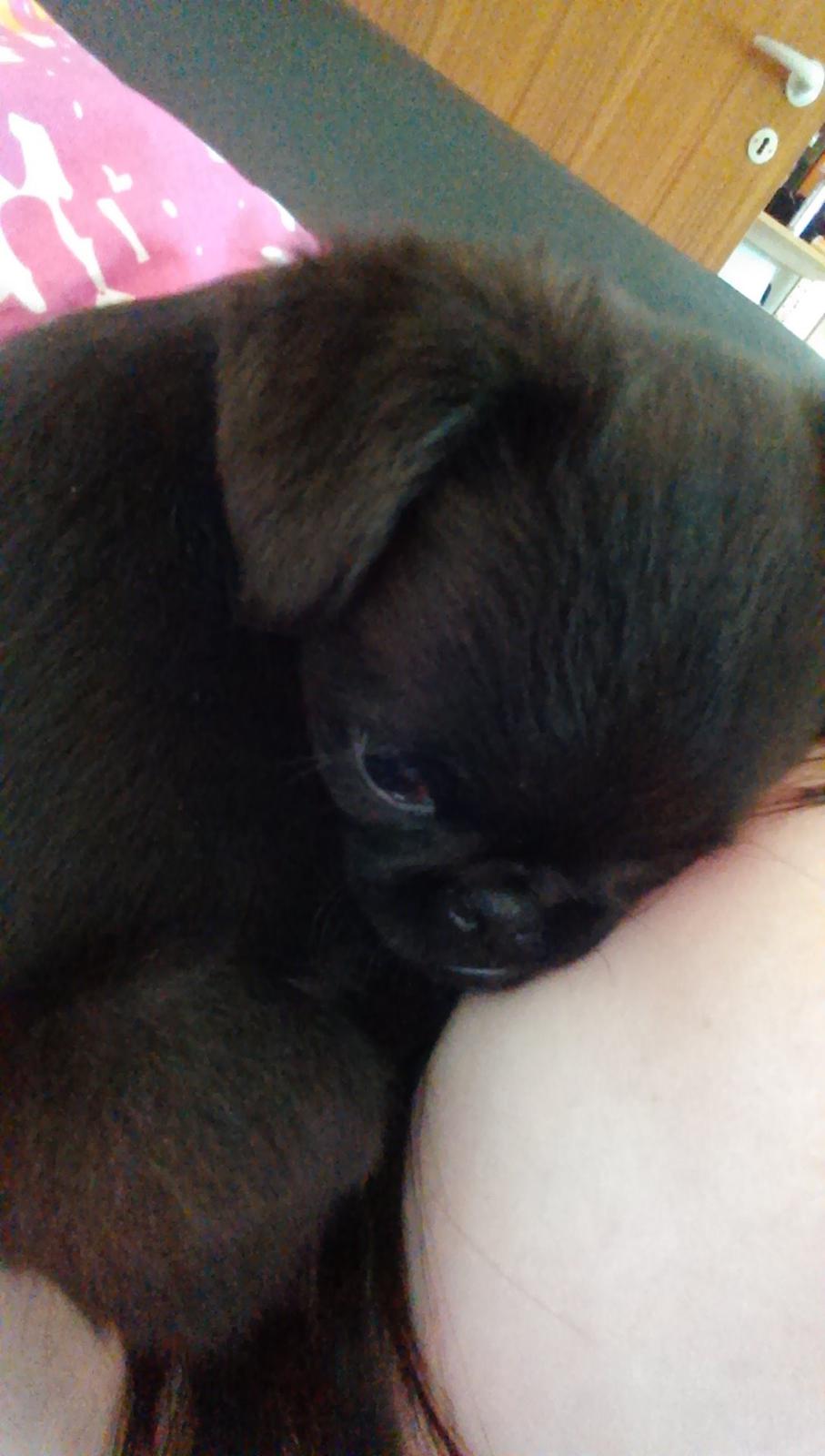 Griffon petit brabancon Niels Elmer billede 16