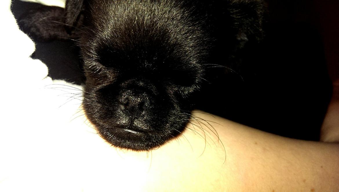 Griffon petit brabancon Niels Elmer billede 17