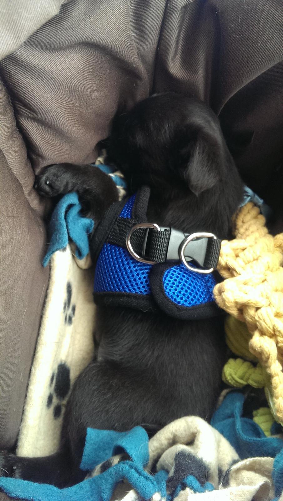 Griffon petit brabancon Niels Elmer billede 18