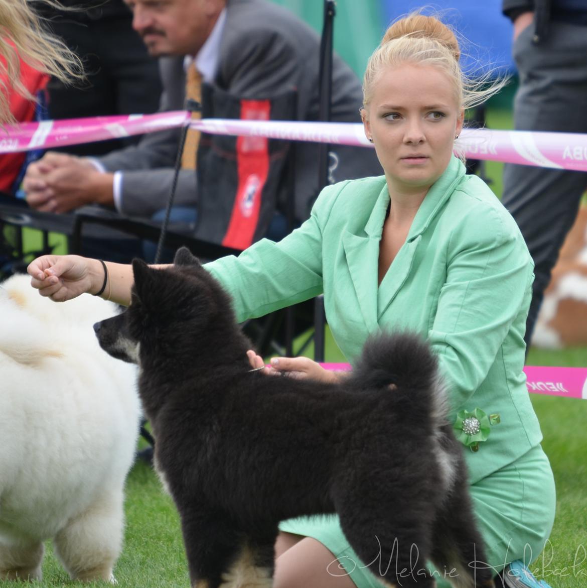 Finsk lapphund INTCH KBHV15 DKKV15 DKV16 Dreamlapin's Ainu - Ainu og en koncentreret Mel i storering! billede 24