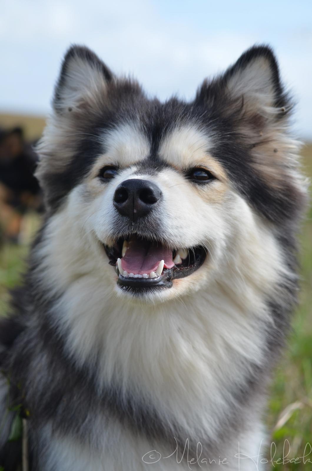 Finsk lapphund DKCH Lapinkaunis Mystique - skønne Tylle-mys <3 billede 11