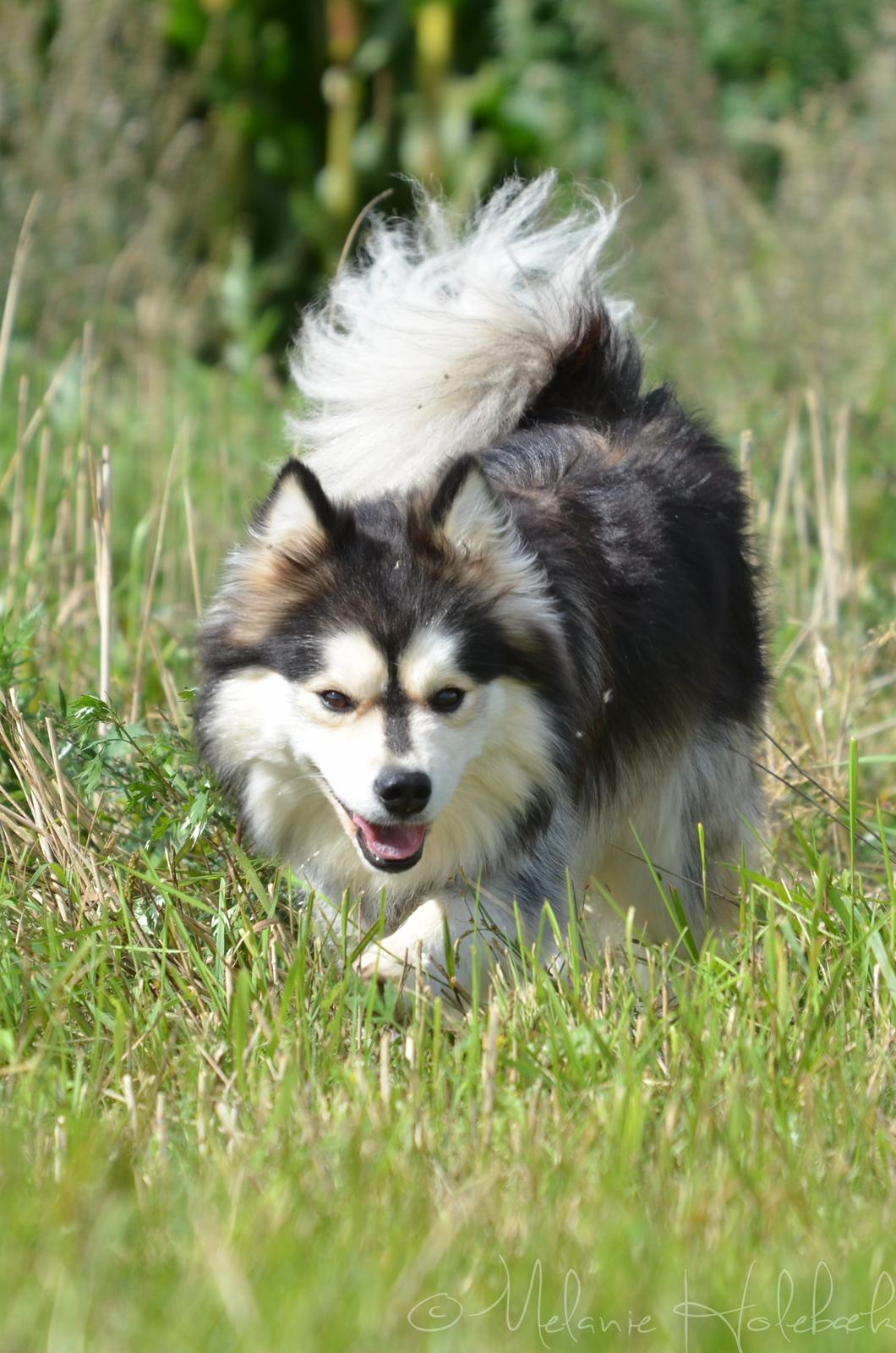 Finsk lapphund DKCH Lapinkaunis Mystique billede 10