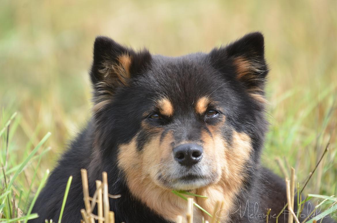 Finsk lapphund DKCH Fjällfarmens Oliwia billede 12