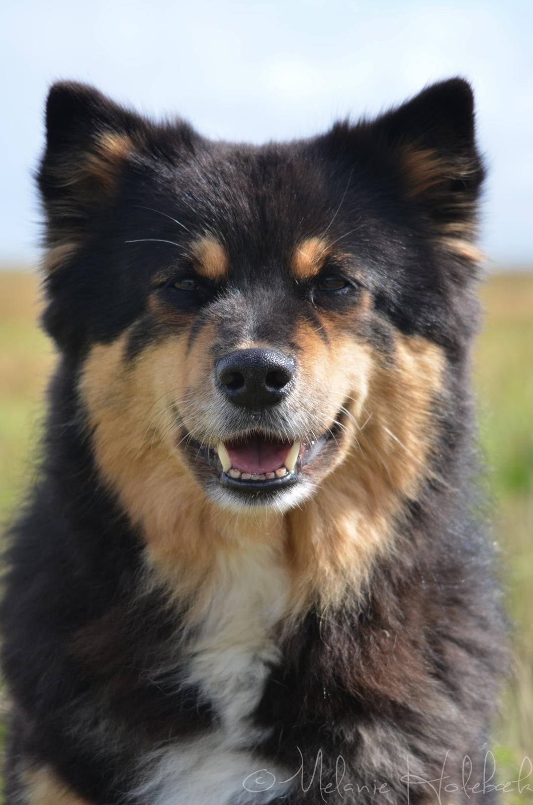 Finsk lapphund DKCH Fjällfarmens Oliwia billede 13