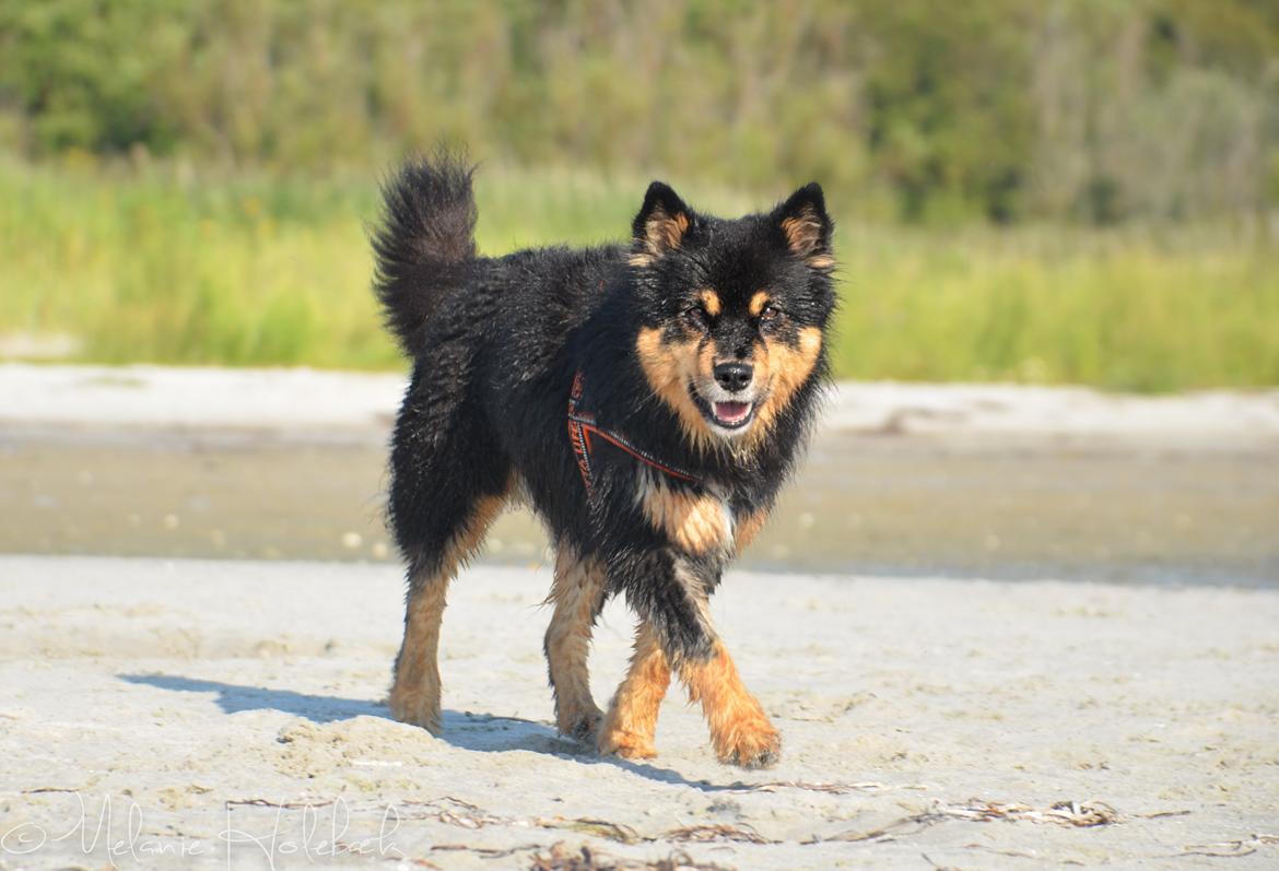 Finsk lapphund DKCH Fjällfarmens Oliwia billede 10