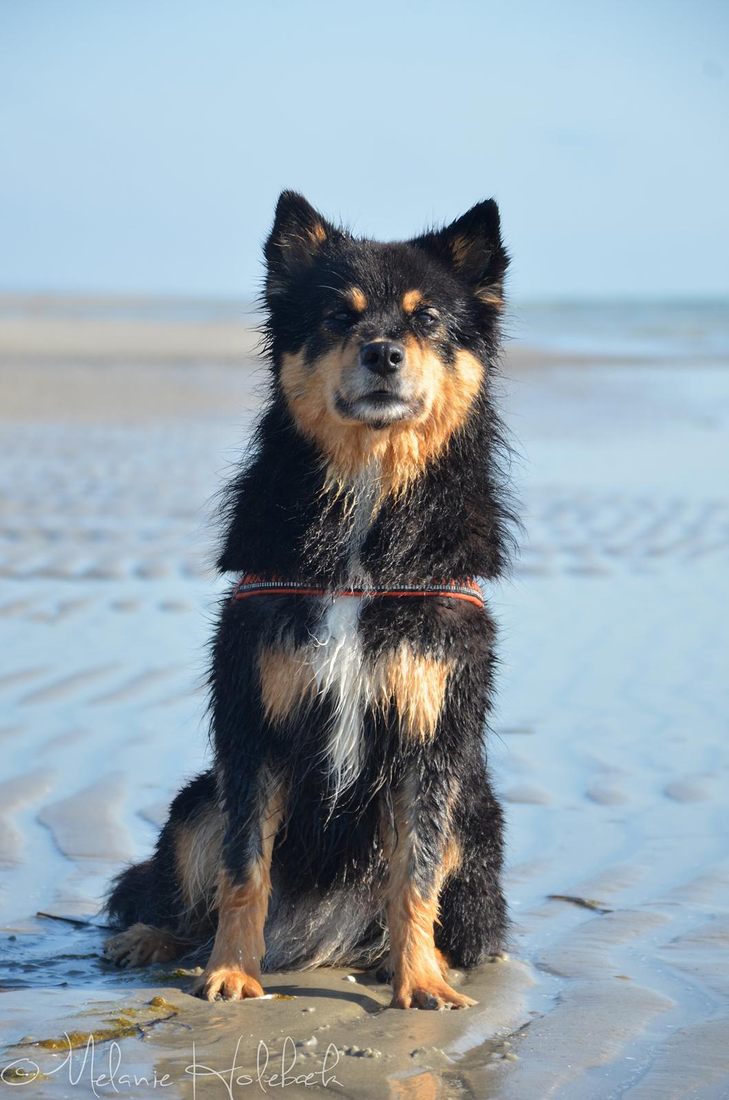 Finsk lapphund DKCH Fjällfarmens Oliwia - Mit ét og alt! billede 11