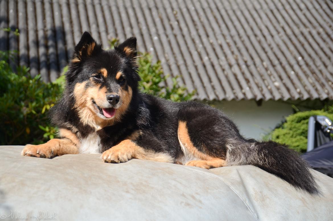 Finsk lapphund DKCH Fjällfarmens Oliwia billede 14