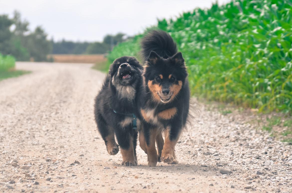Finsk lapphund DKCH Fjällfarmens Oliwia - Mine to elskede, egne vapser <3 billede 9