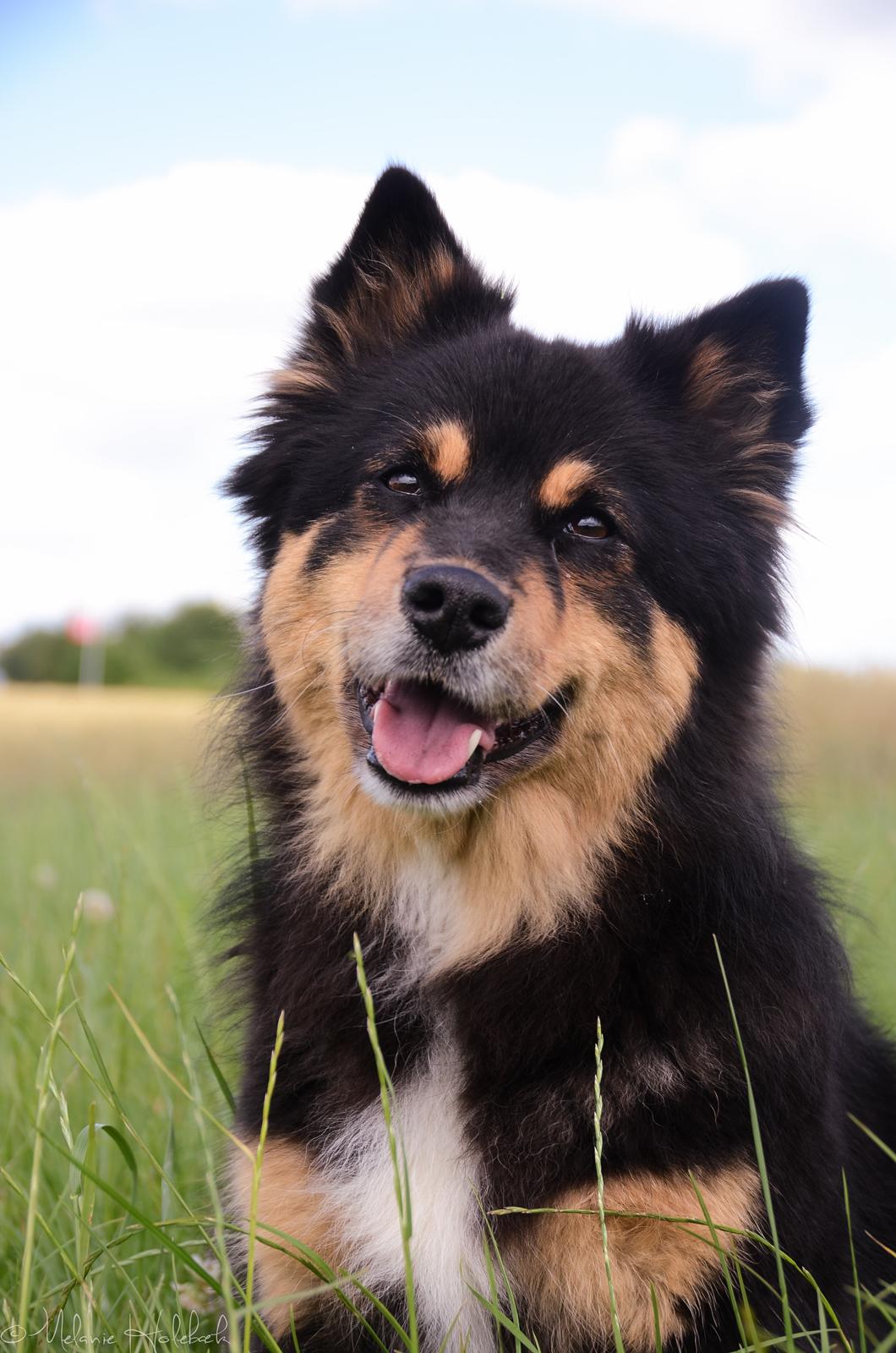 Finsk lapphund DKCH Fjällfarmens Oliwia billede 15