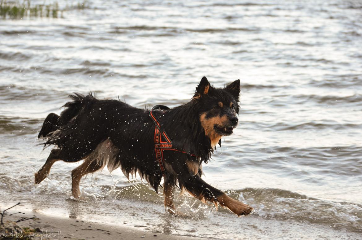 Finsk lapphund DKCH Fjällfarmens Oliwia - Ollie <3 billede 16