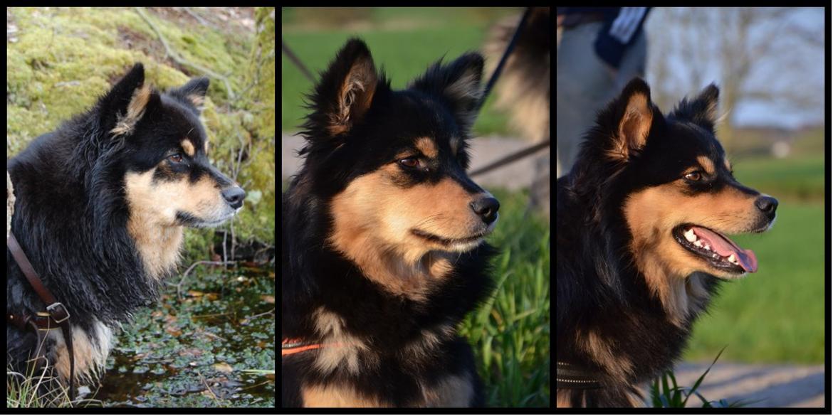 Finsk lapphund DKCH Fjällfarmens Oliwia - Mor, med sine to unger - datter og søn! billede 17