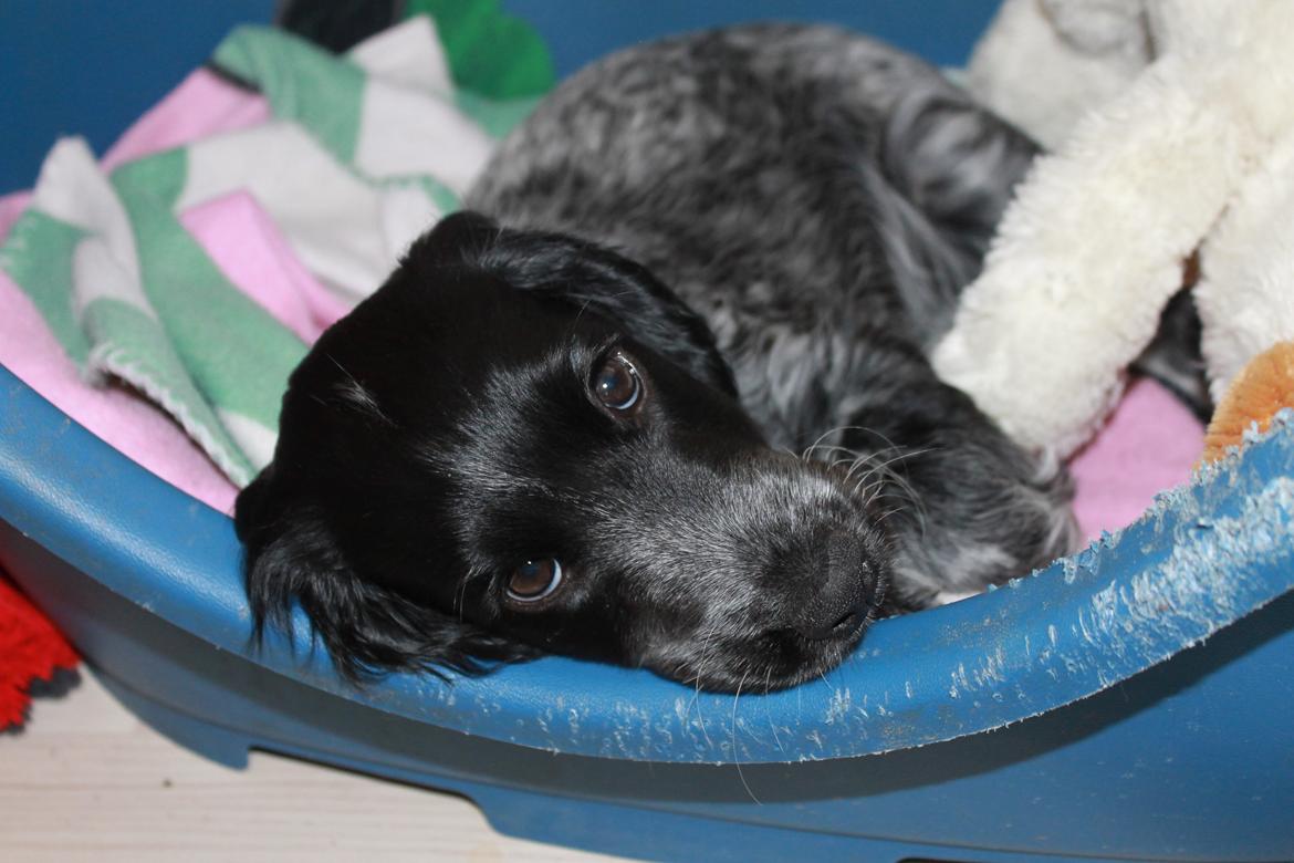 Cocker spaniel Luna <3 billede 1