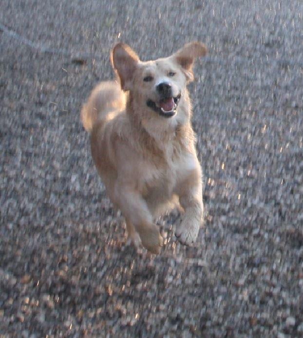 Blanding af racer Balder Himmelhund  billede 14