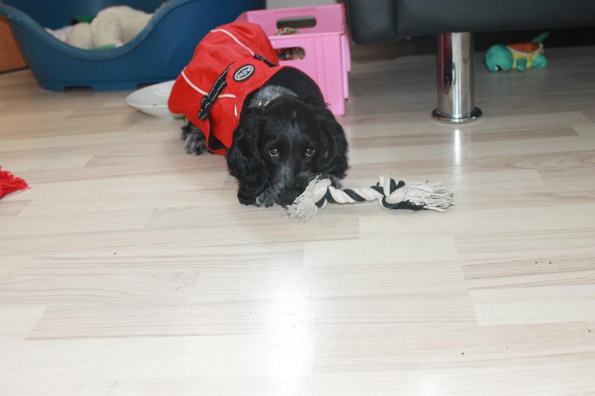 Cocker spaniel Luna <3 billede 2