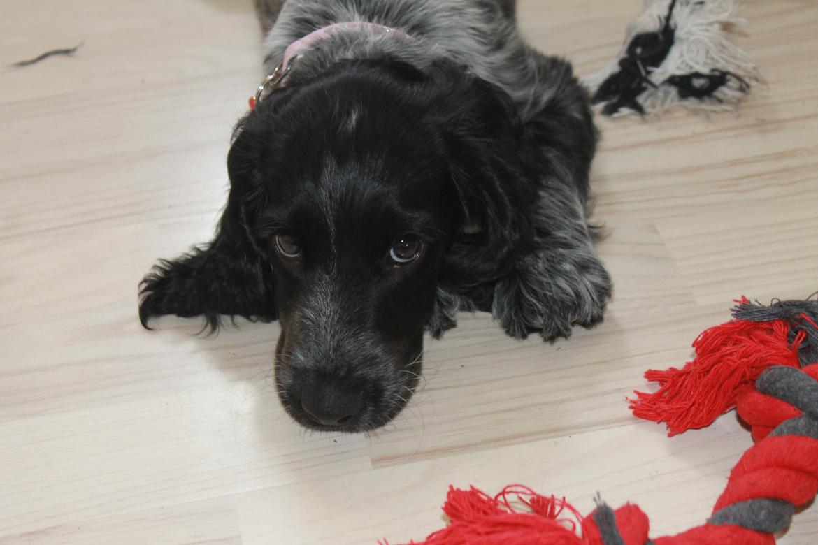 Cocker spaniel Luna <3 billede 3
