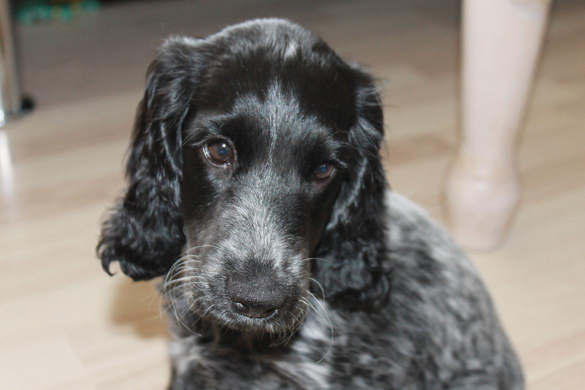 Cocker spaniel Luna <3 billede 4