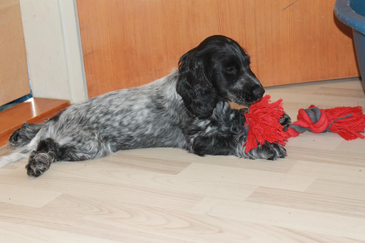 Cocker spaniel Luna <3 billede 5