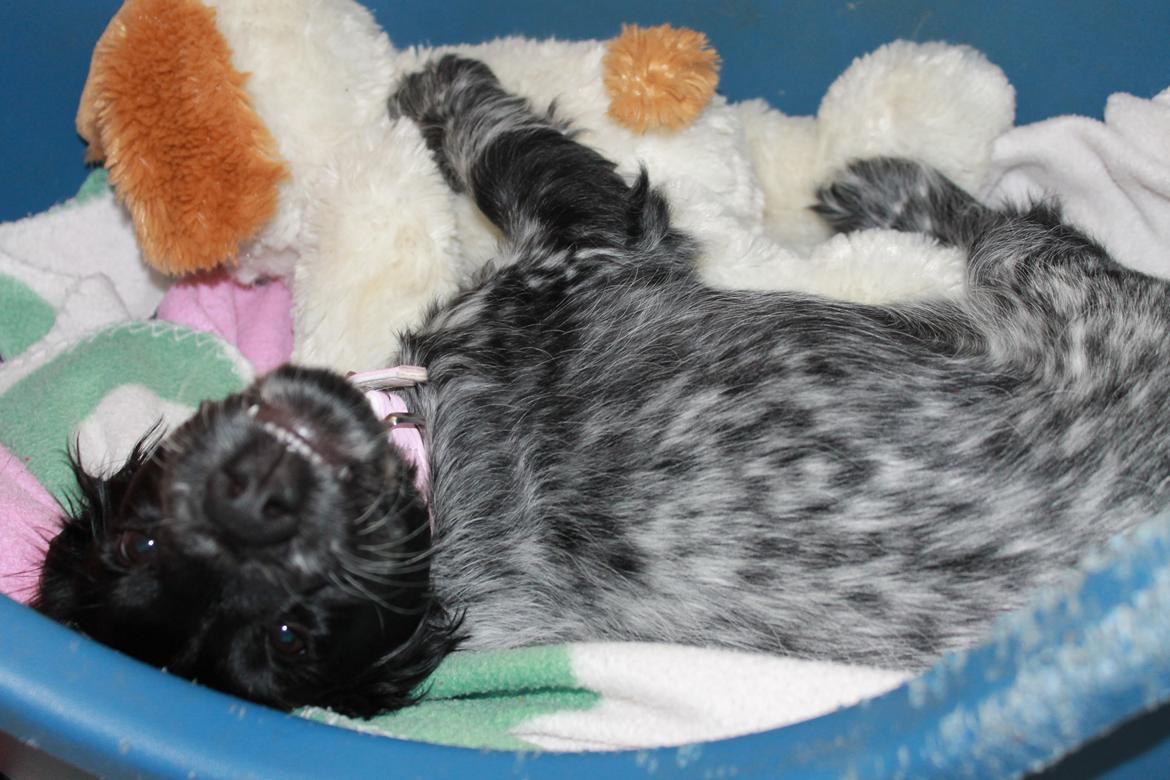 Cocker spaniel Luna <3 billede 6