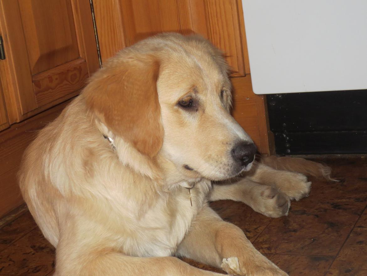 Blanding af racer Balder Himmelhund  billede 16