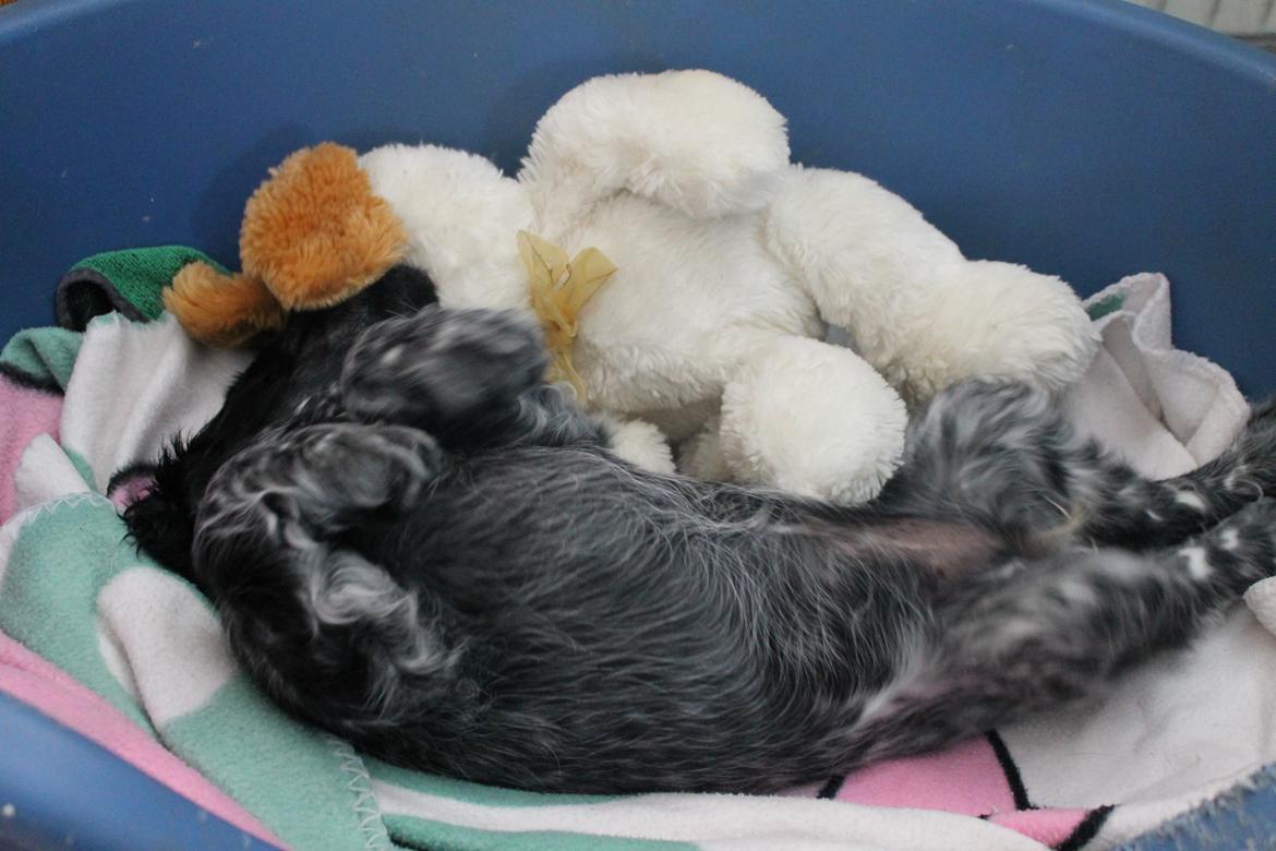 Cocker spaniel Luna <3 billede 7