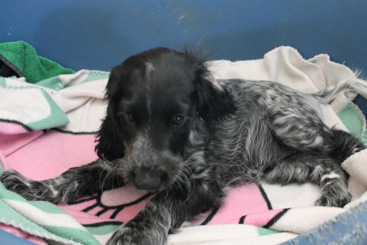 Cocker spaniel Luna <3 billede 8