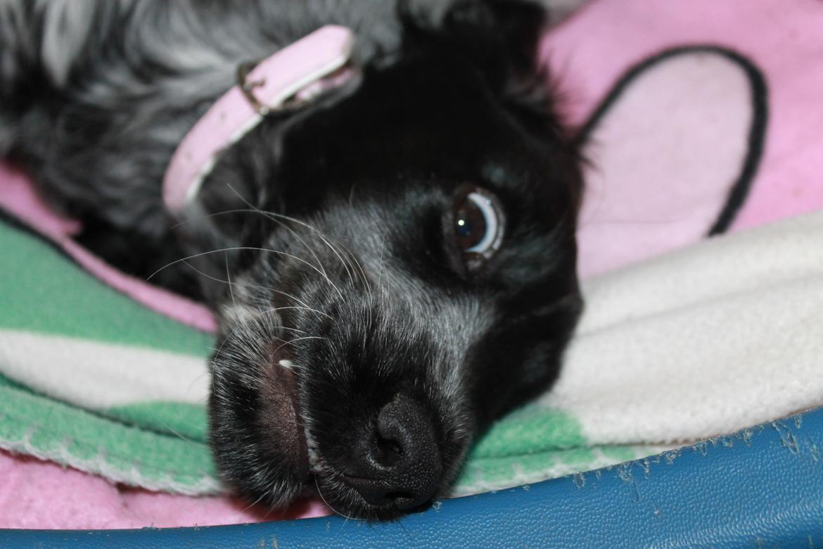 Cocker spaniel Luna <3 billede 9