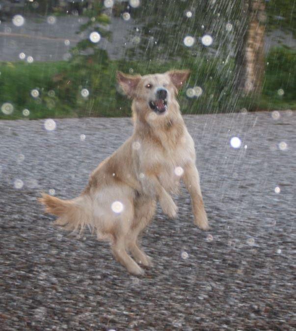 Blanding af racer Balder Himmelhund  billede 17