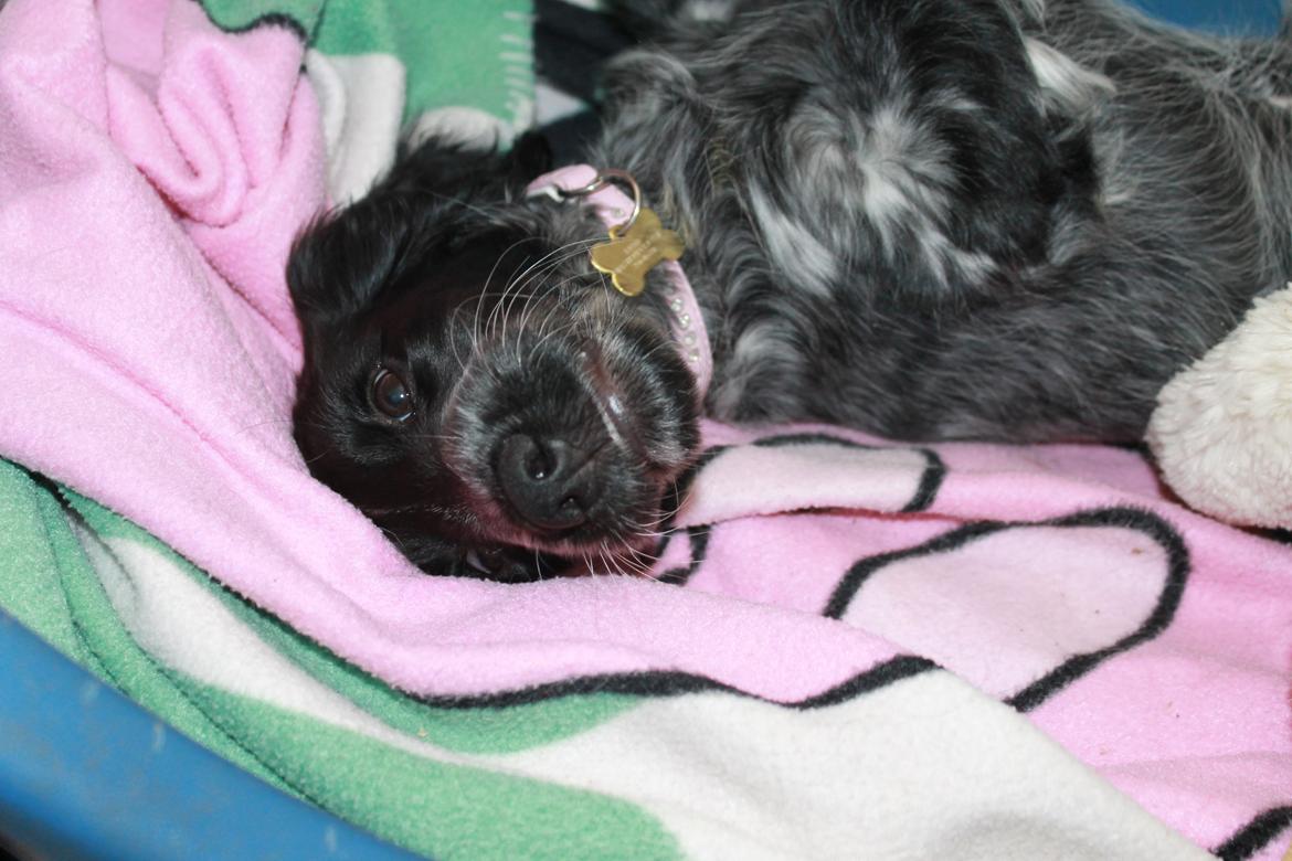 Cocker spaniel Luna <3 billede 10