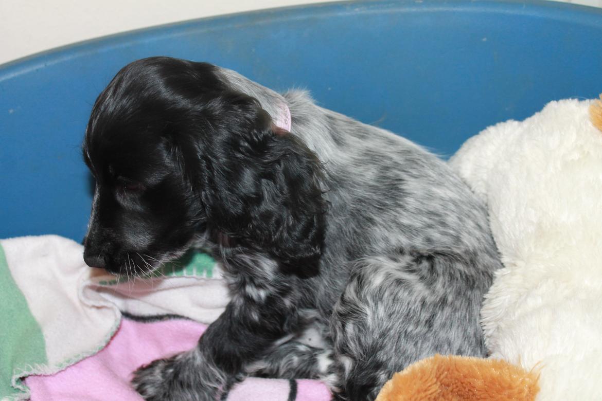 Cocker spaniel Luna <3 billede 11