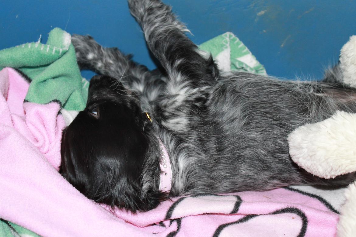 Cocker spaniel Luna <3 billede 12