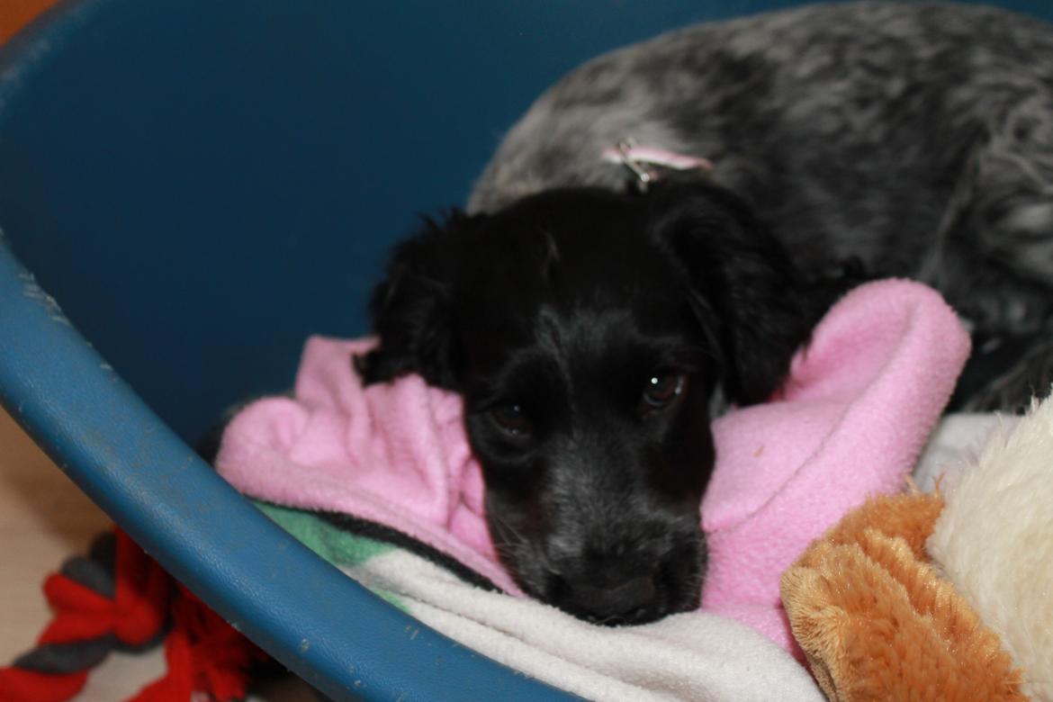 Cocker spaniel Luna <3 billede 13