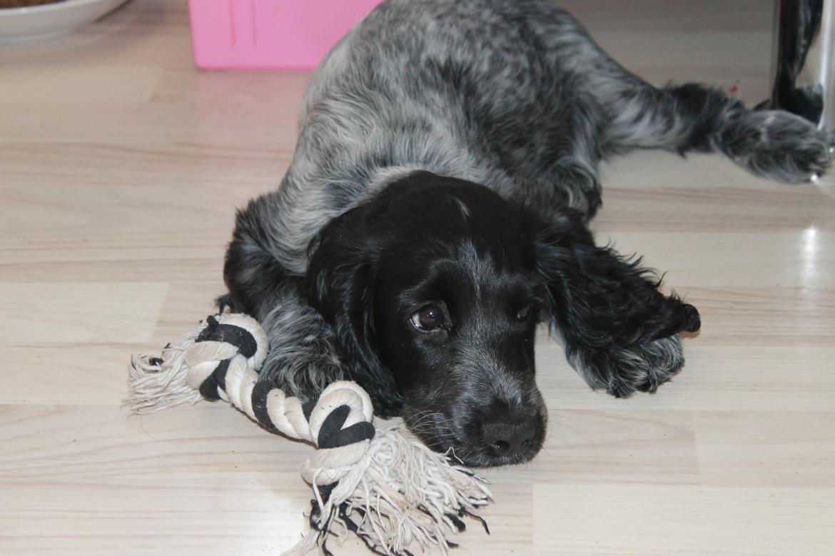 Cocker spaniel Luna <3 billede 14