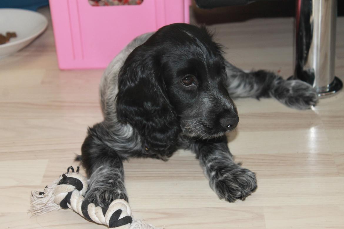 Cocker spaniel Luna <3 billede 15