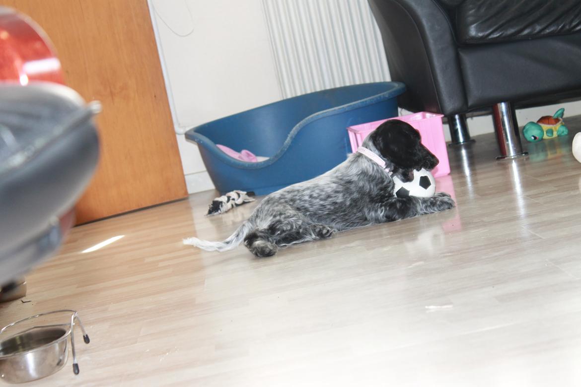 Cocker spaniel Luna <3 billede 16