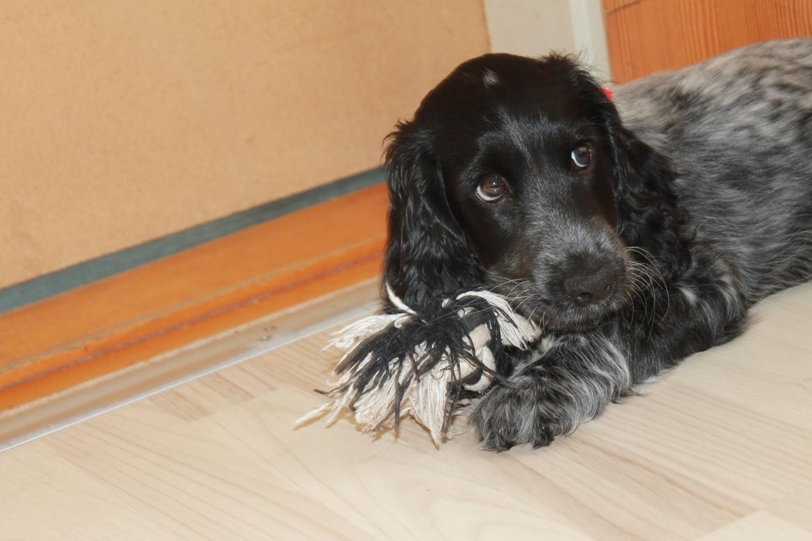 Cocker spaniel Luna <3 billede 17