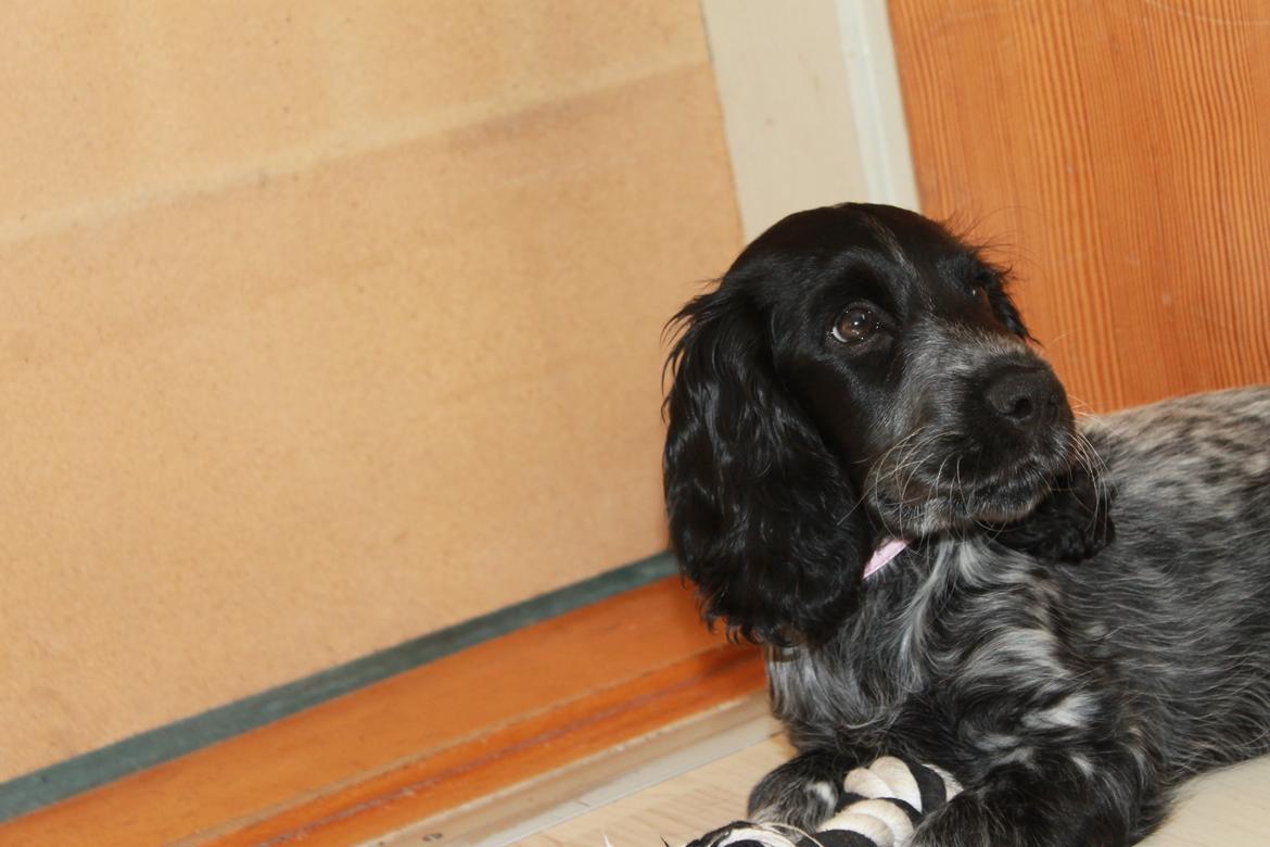 Cocker spaniel Luna <3 billede 18