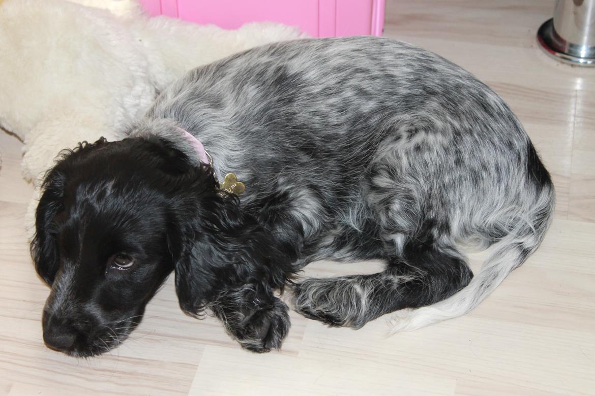 Cocker spaniel Luna <3 billede 19