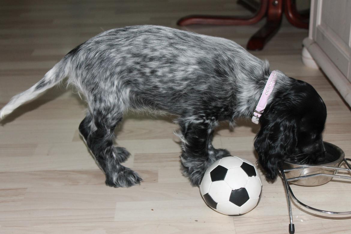 Cocker spaniel Luna <3 billede 20