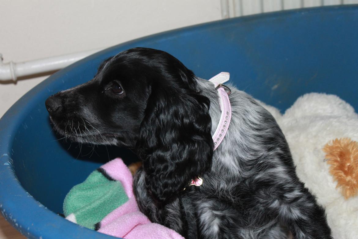 Cocker spaniel Luna <3 billede 21